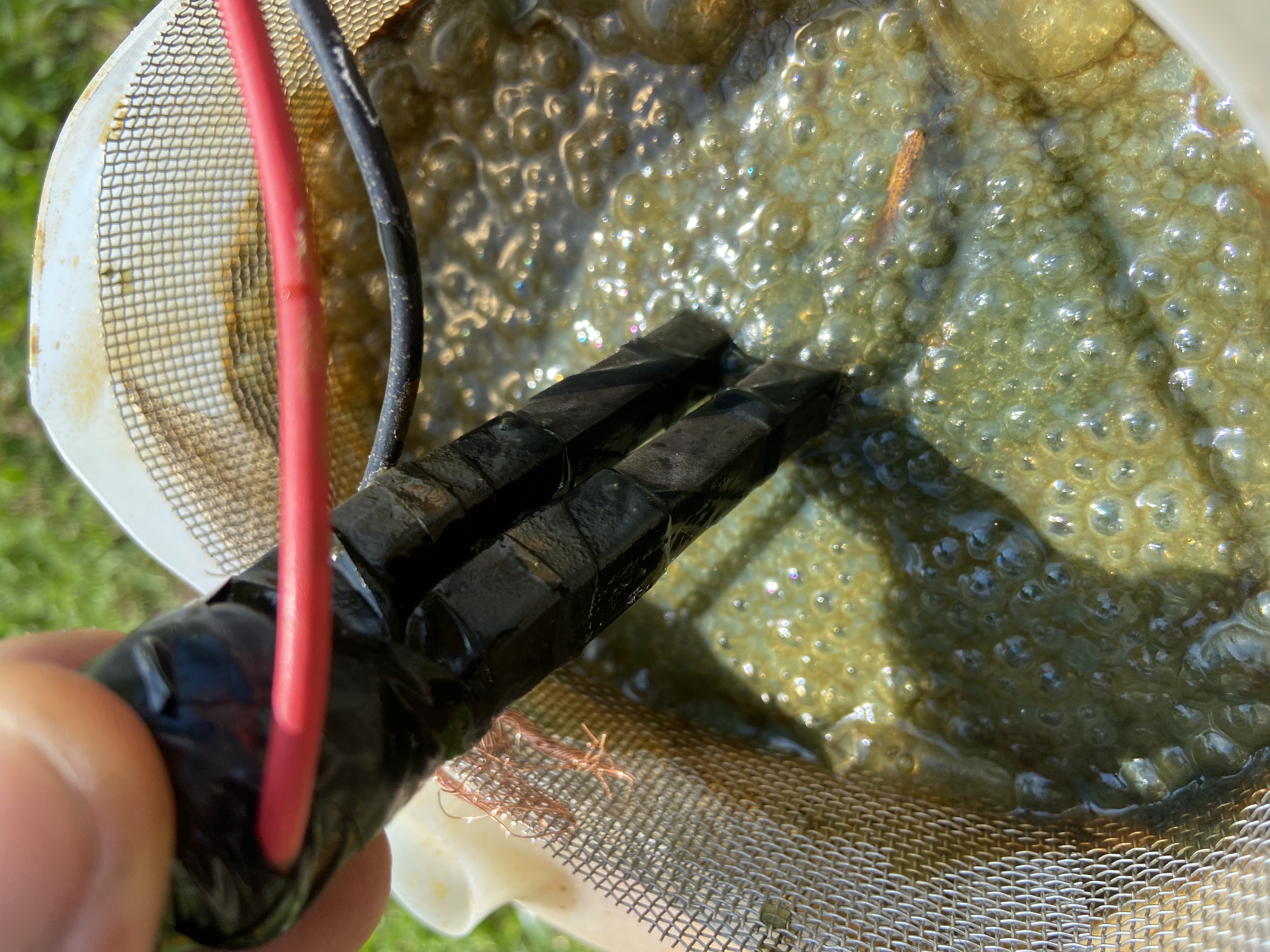 Steel piece in active electrolytic bath with wire leads, bubbles visible