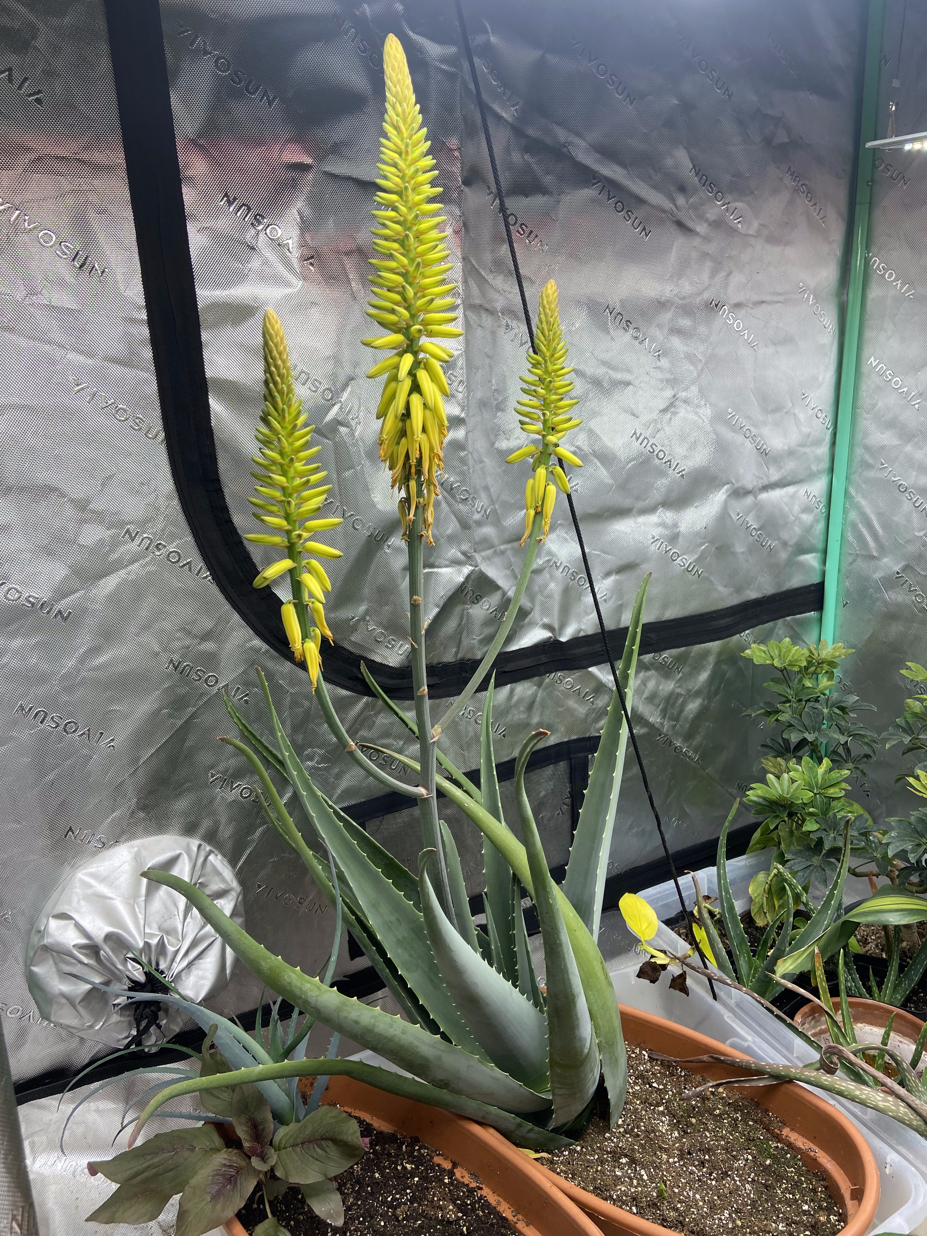 Aloe vera in full yellow bloom inside a grow tent