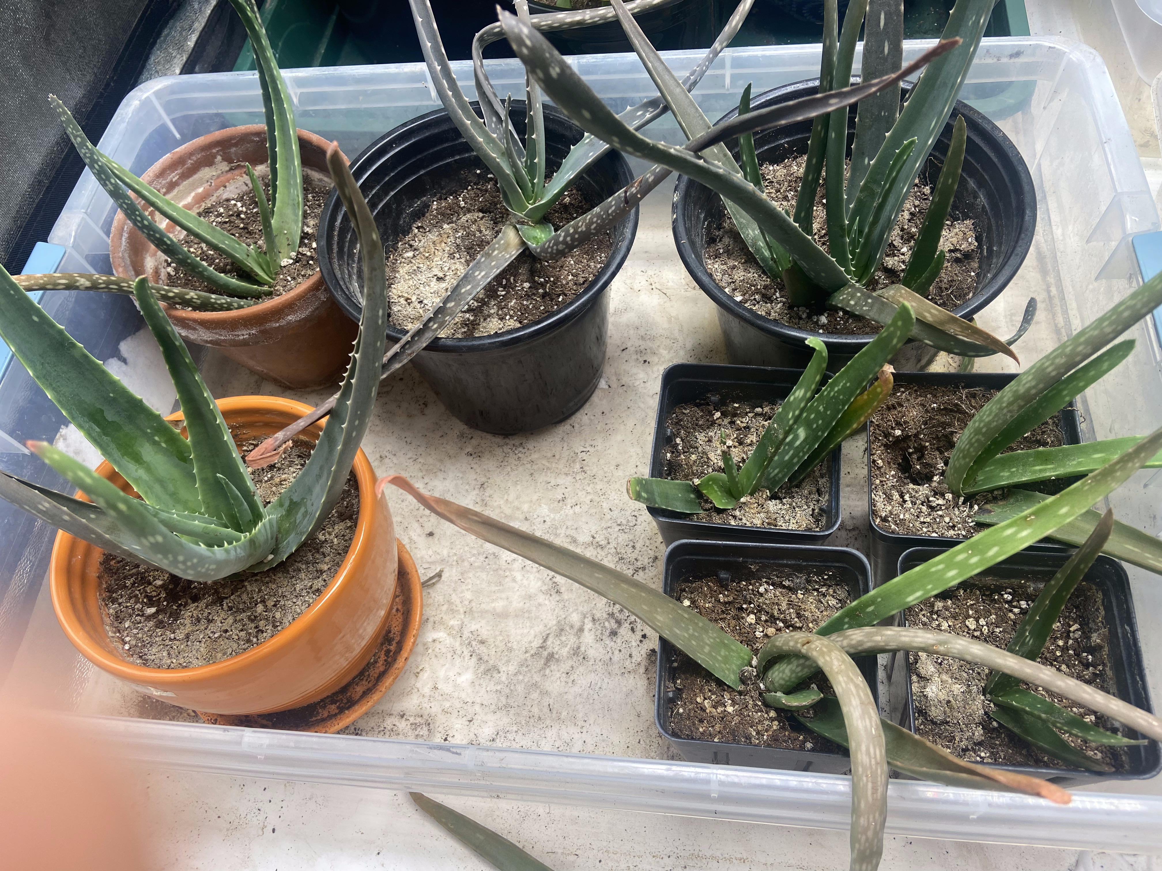 Aloe vera pups in terracotta and nursery pots — recently separated side shoots ready for independent growth