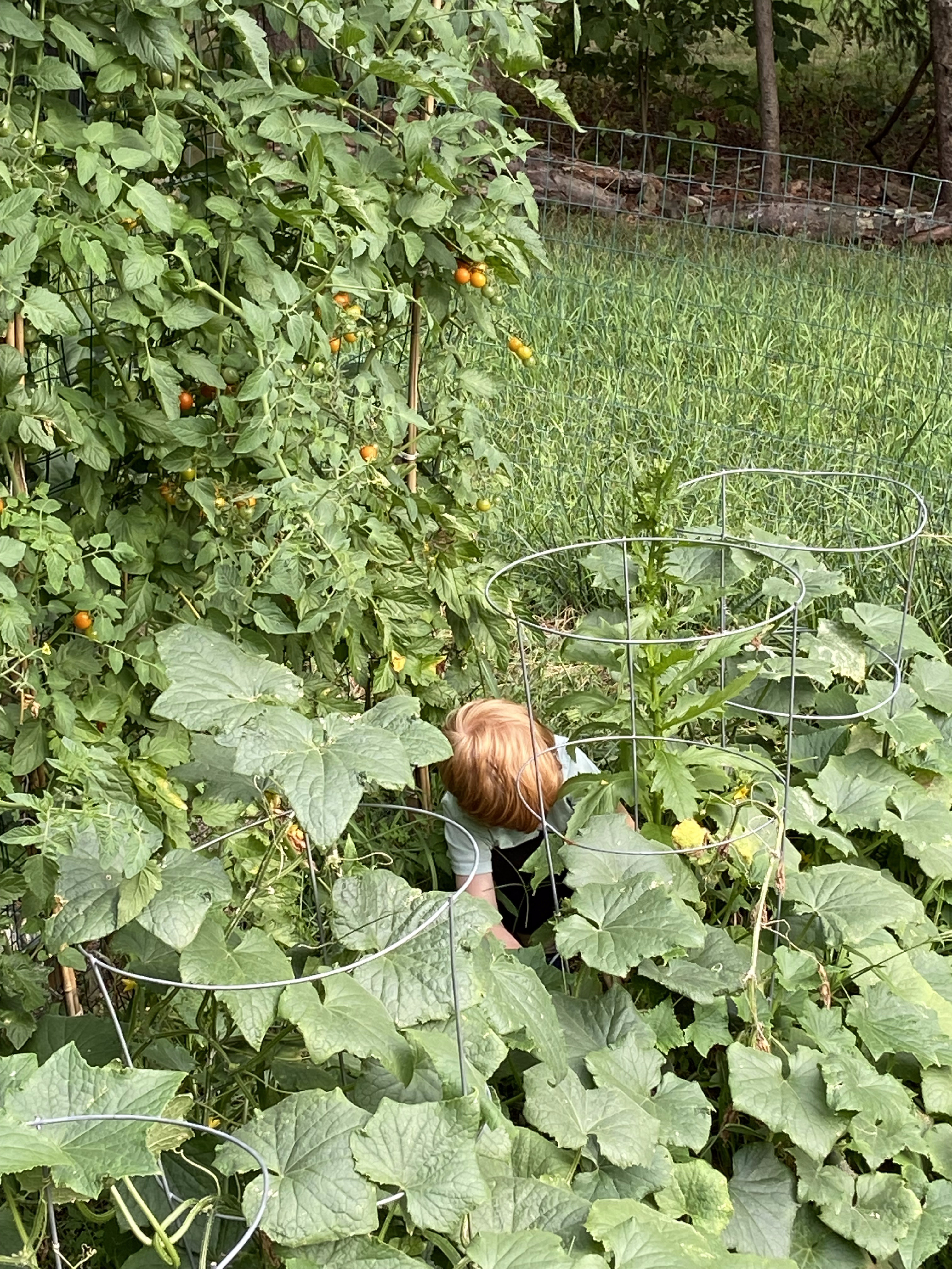 A child disappearing into the overgrown summer tomato and cucumber garden — only a head visible among the vines