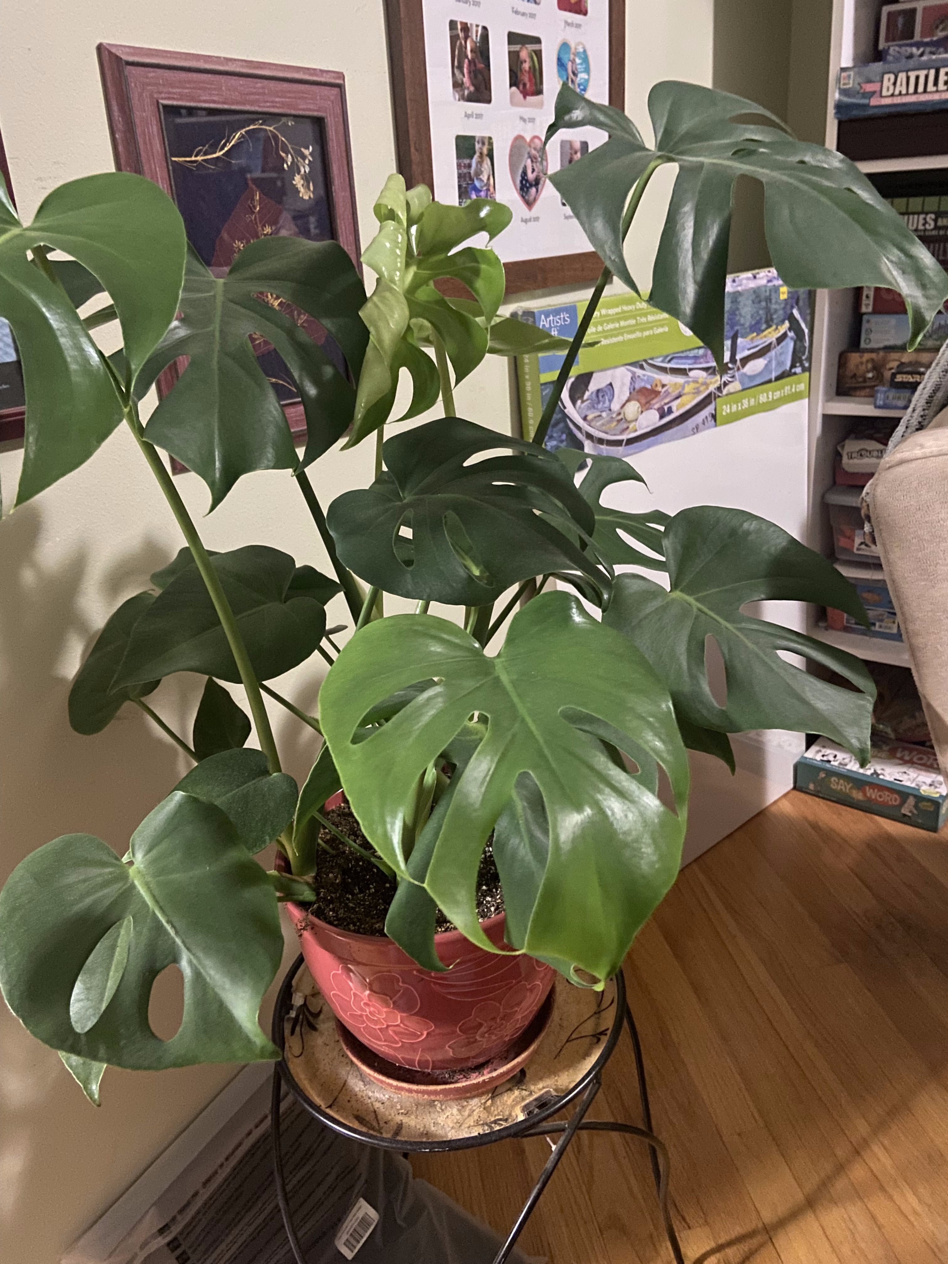 Large Monstera deliciosa on a plant stand indoors — mature leaves with characteristic splits and holes