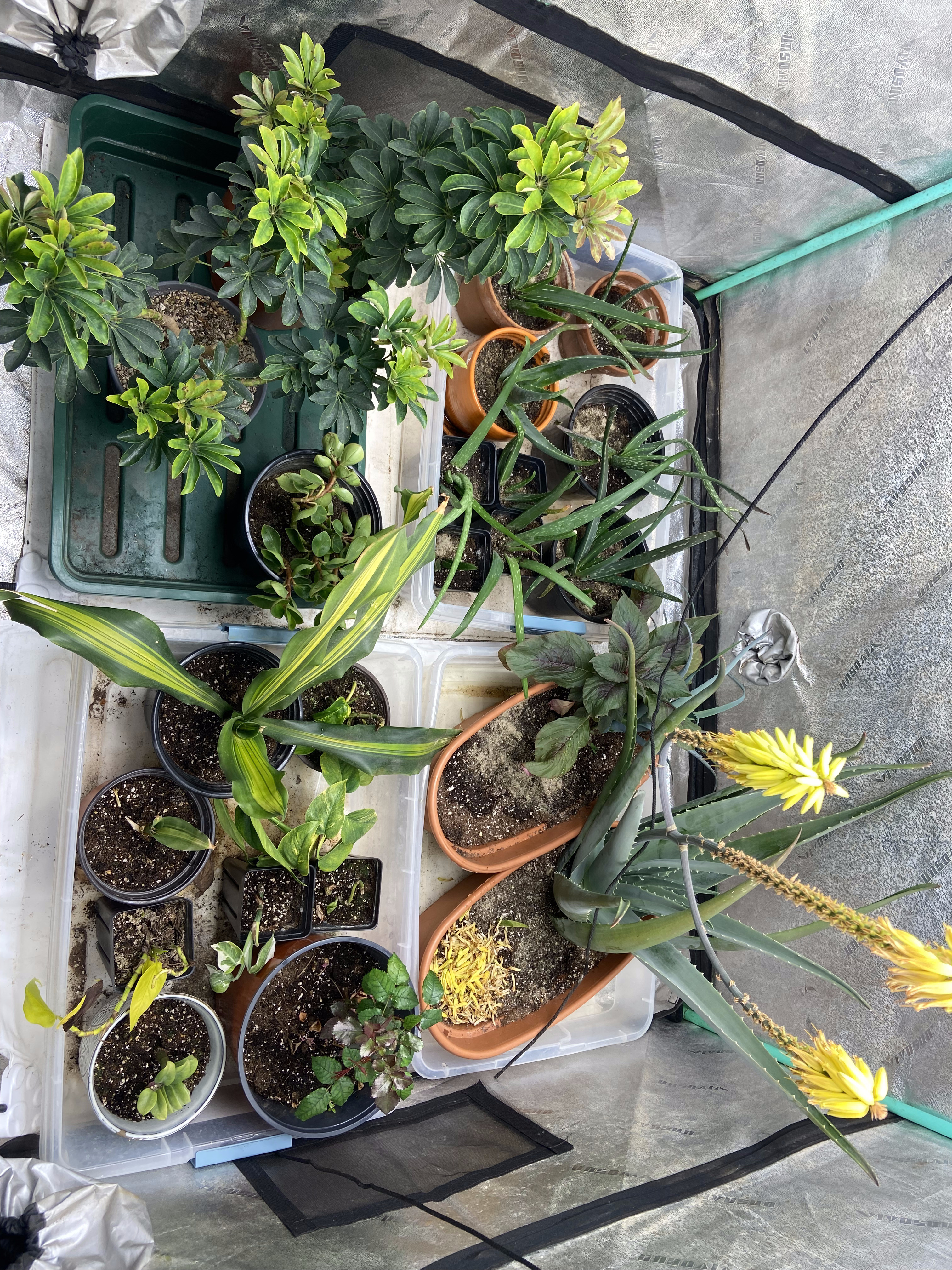 Overhead view of propagation shelf — dozens of small pots and seedling trays with aloe pups and cuttings