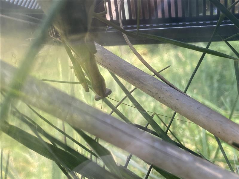 Praying mantis camouflaged among plant stems inside vivarium
