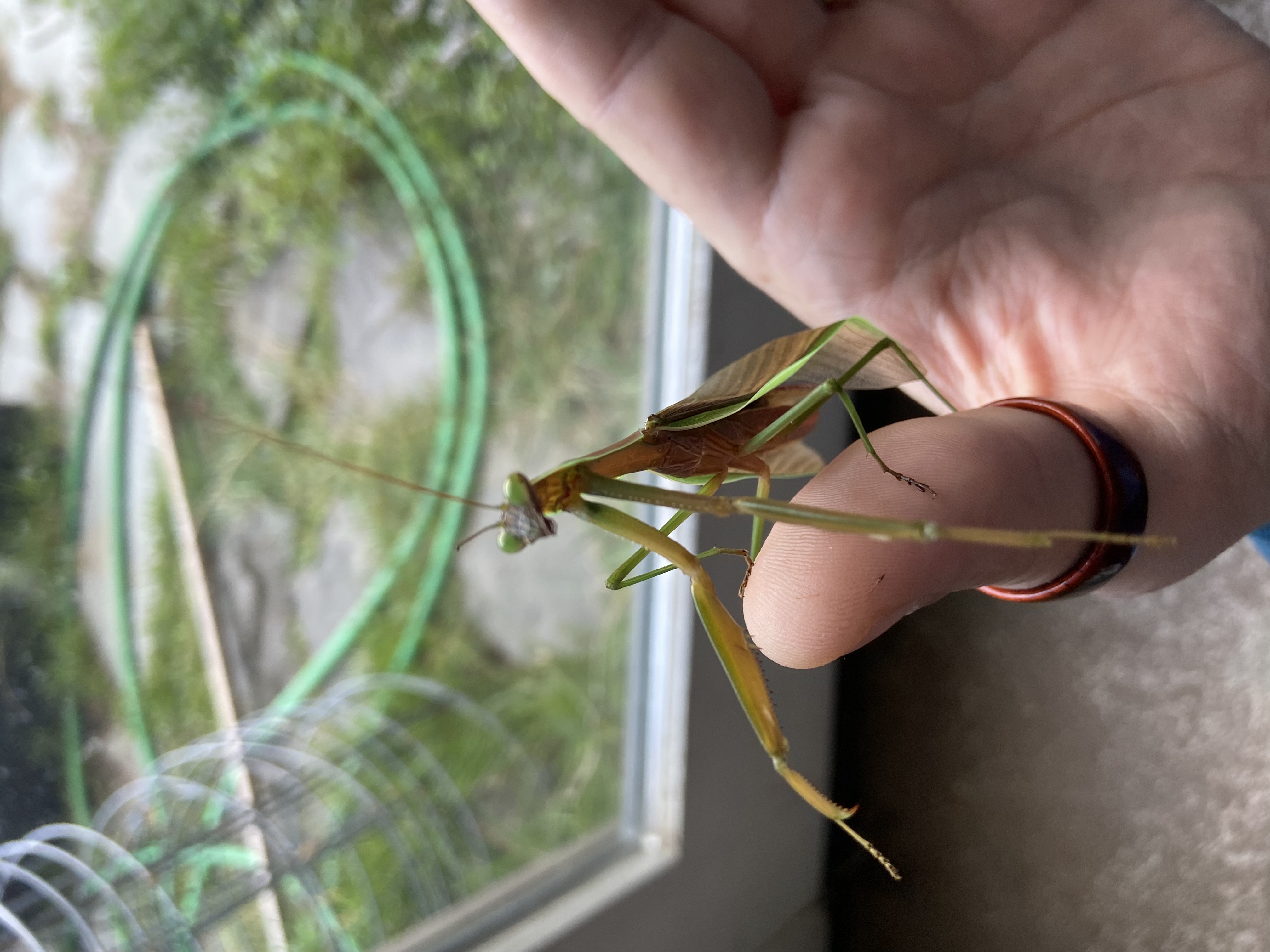 Praying mantis Ted perched on a hand