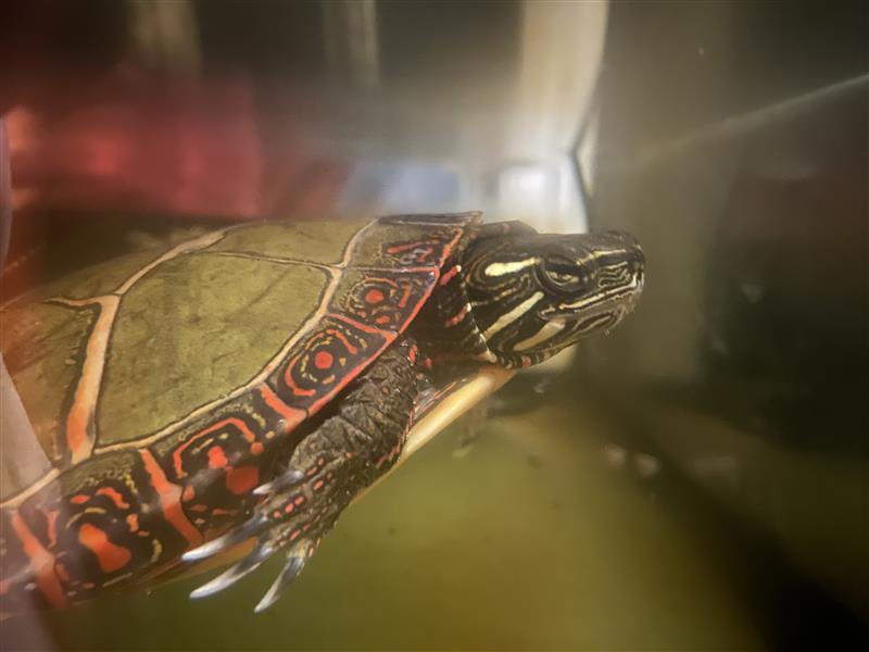 Close-up of Ted's side showing vivid red and orange painted turtle markings