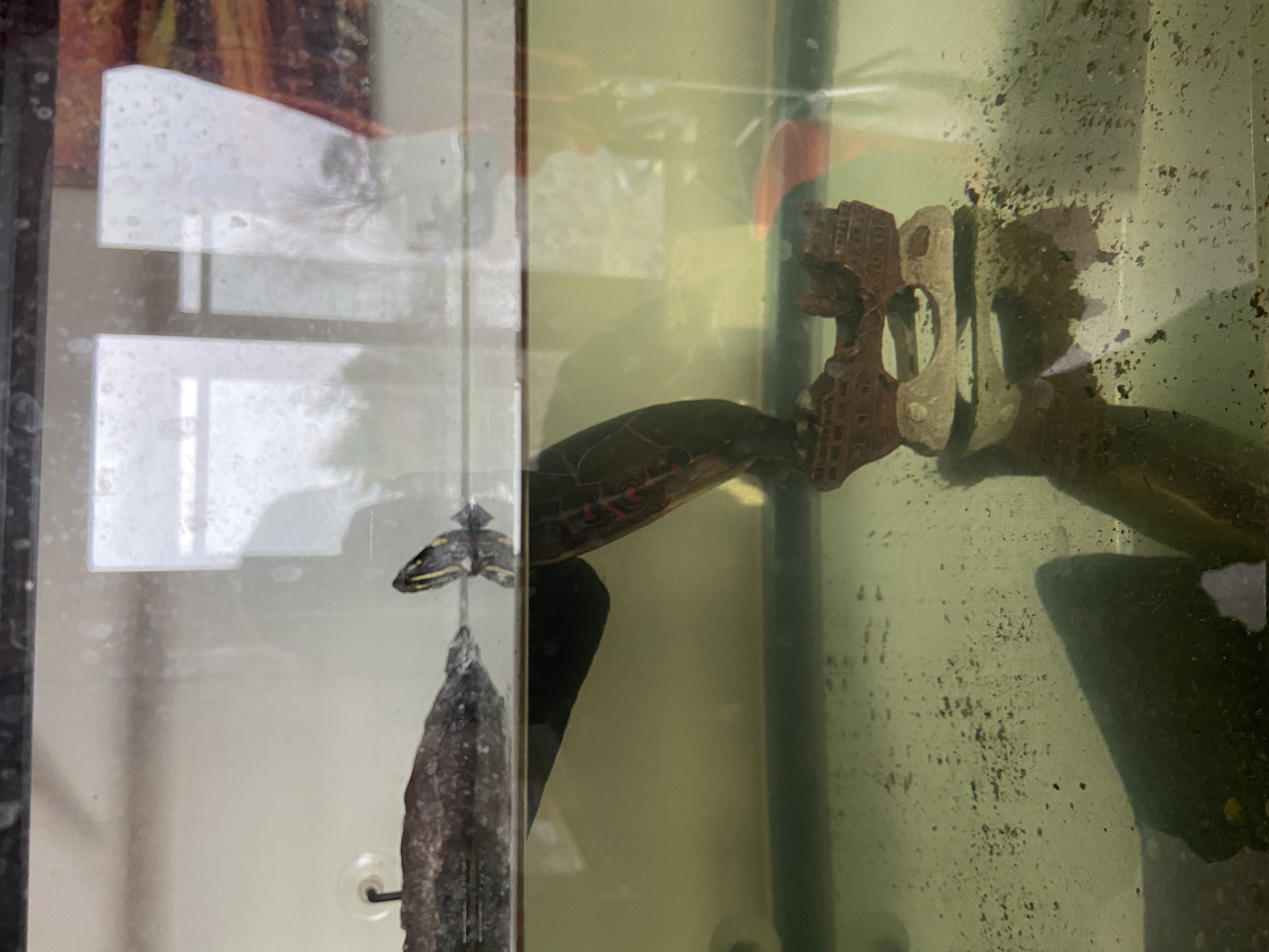 Ted swimming underwater, shell and markings visible through aquarium glass