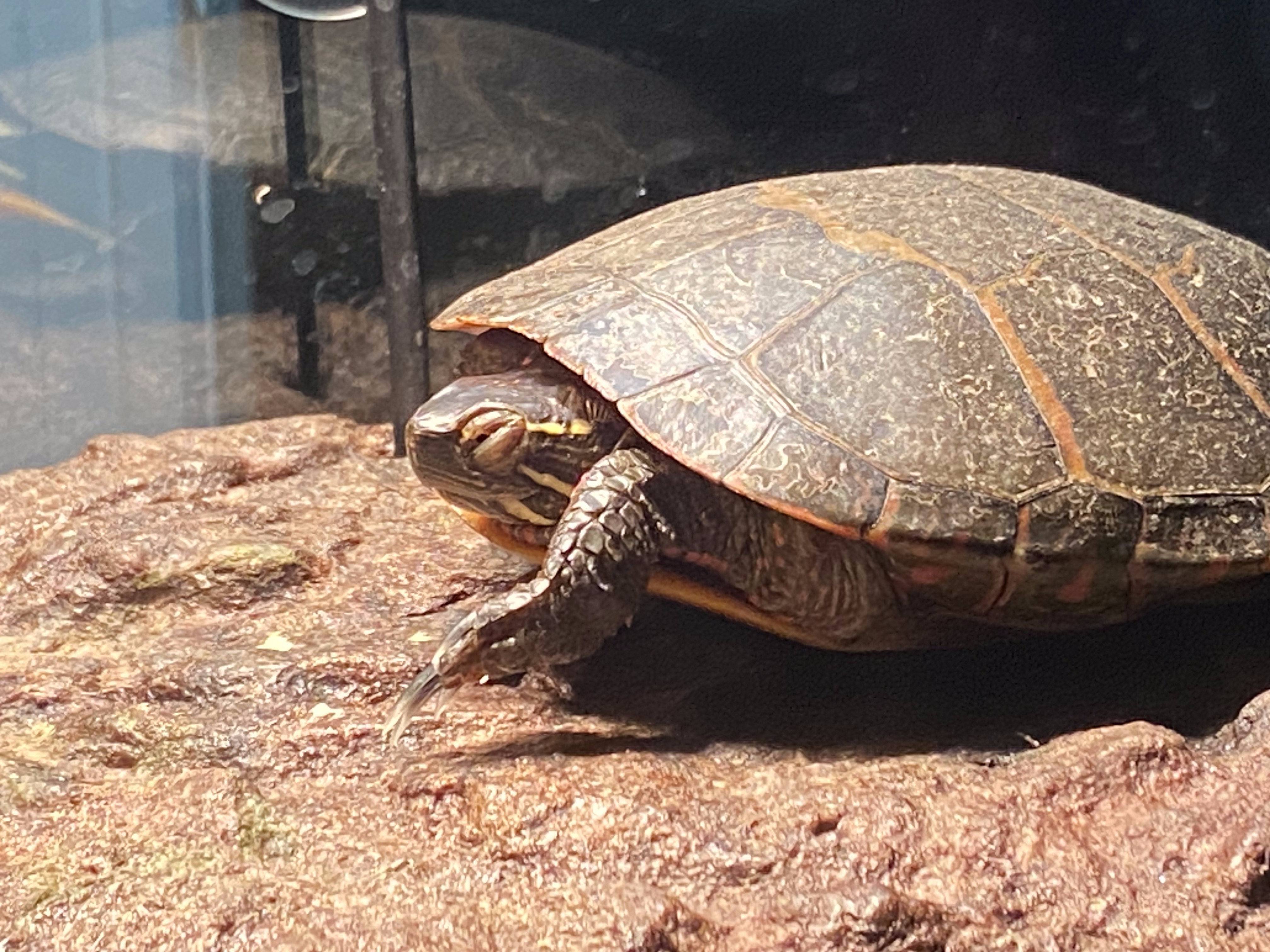 Close-up of Ted on his basking rock showing shell scutes and orange markings