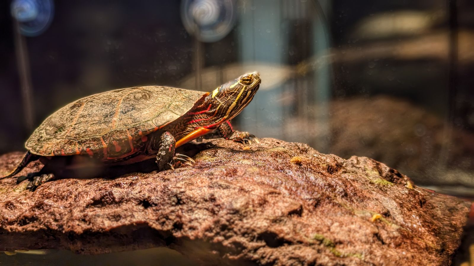 Close-up profile of Ted the turtle