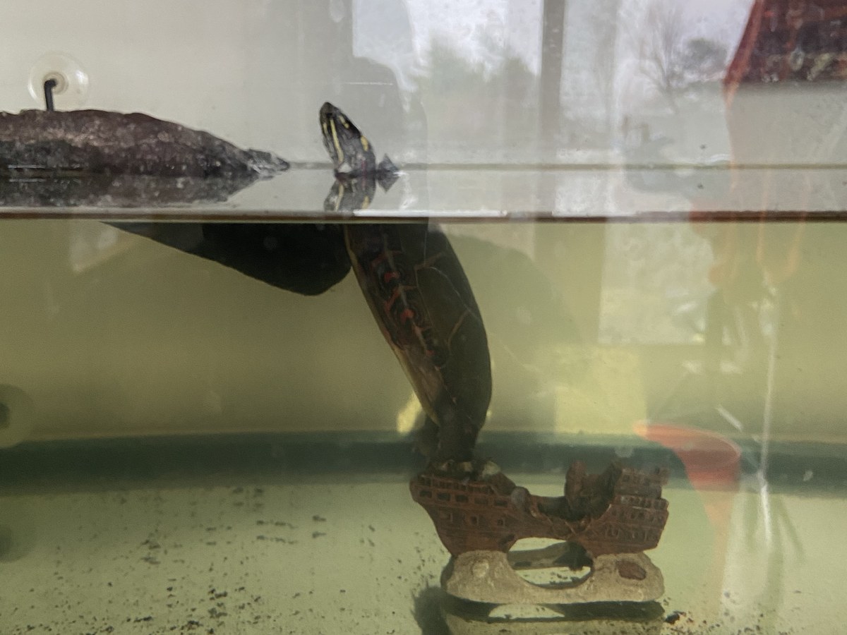 Ted in his aquarium, full habitat view