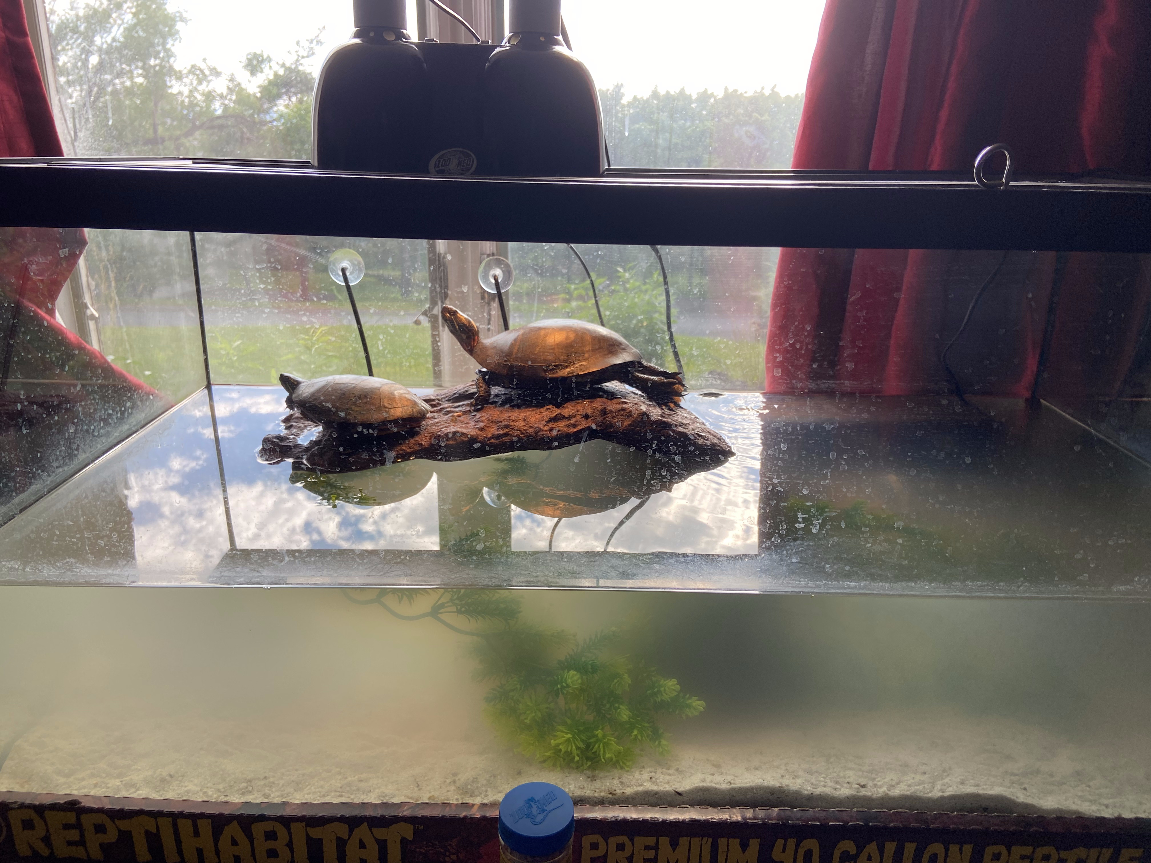 Two turtles basking on driftwood in the completed ReptiHabitat aquarium